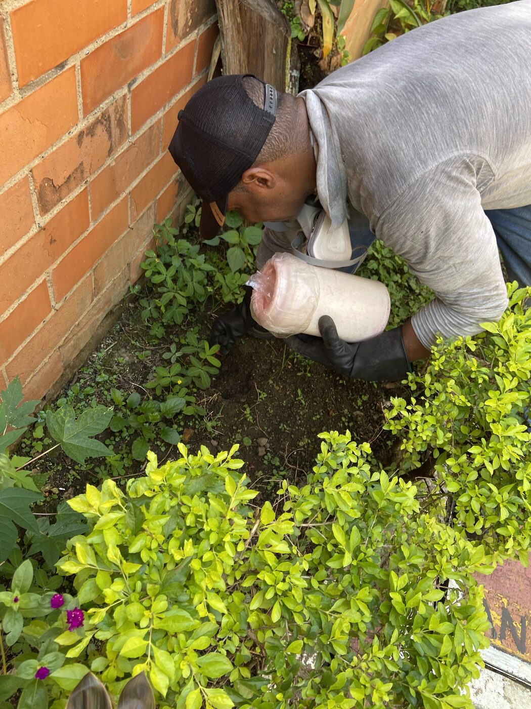 Instalación de cebos para control de roedores en exteriores en Cali
