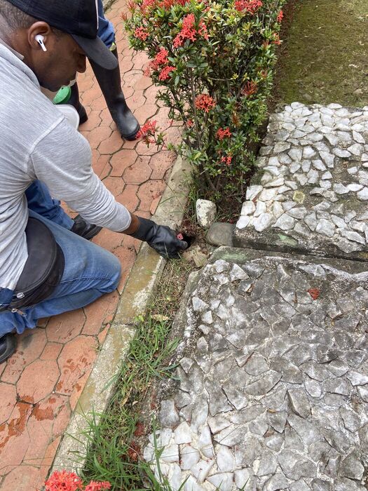 Tratamiento de jardineras contra hormigas y rastreros en Cali